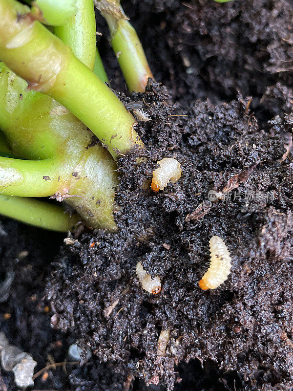 藤本象鼻虫幼虫(Otiorhynchus sulcatus)在盆栽植物根部周围的堆肥中，幼虫吃植物根系，高架视野